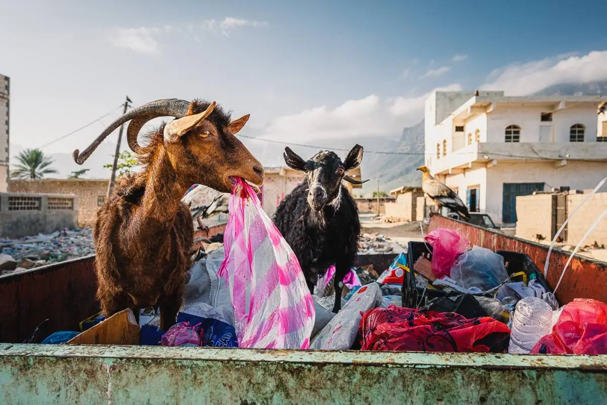 Reisegruppe im Camp auf Socotra